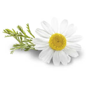 Chamomile
