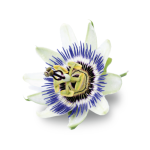 Passion Flower