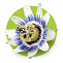 Passion Flower